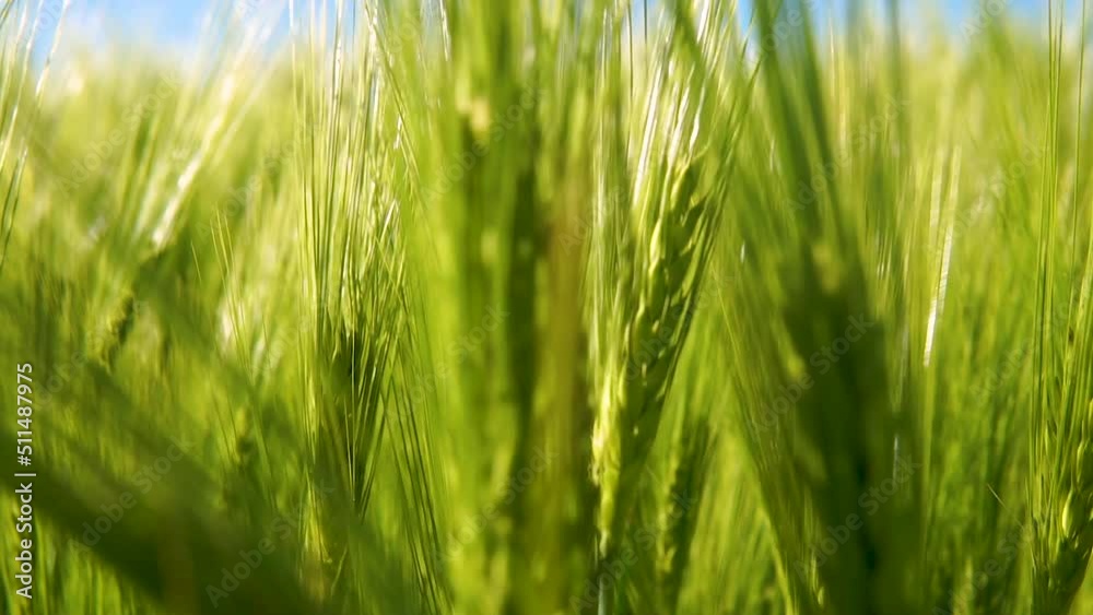 View through the green cultivated farmland growing wheat. Close up. View through the green cultivated farmland growing wheat. Close up.