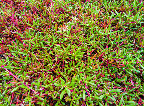 Sesuvium portulacastrum is a vine that is often found in coastal areas, this plant can be found in Asian, African and American countries.
