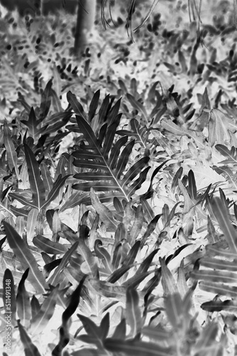 Leafy tropical plants in a black and white illustration.