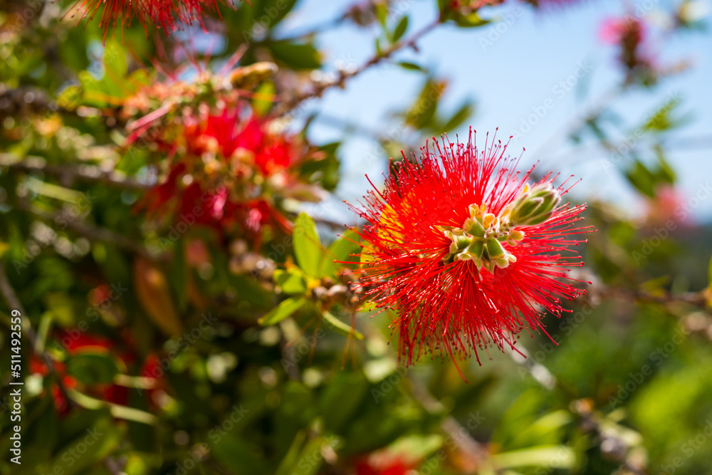 Red bottlebrush flower. Bottlebrush or Little John - Dwarf Callistemon. Selective focus, blurry background, space for text Red bottlebrush flower. Bottlebrush or Little John - Dwarf Callistemon. Selective focus, blurry background, space for text