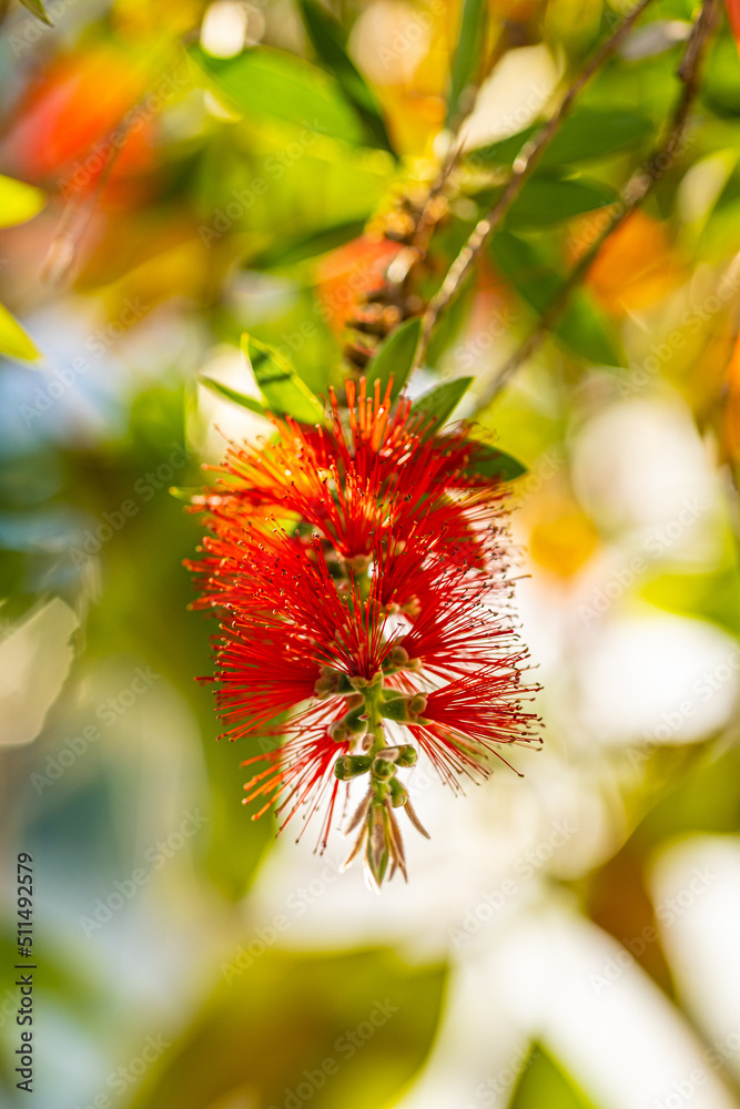 Red bottlebrush flower. Bottlebrush or Little John - Dwarf Callistemon. Selective focus, blurry background, space for text Red bottlebrush flower. Bottlebrush or Little John - Dwarf Callistemon. Selective focus, blurry background, space for text