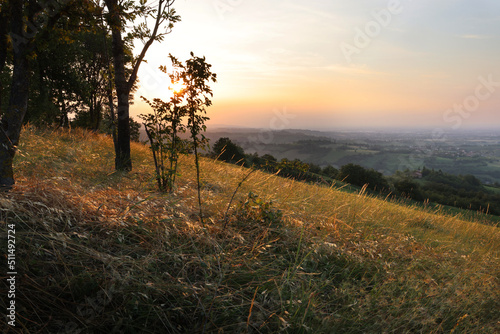 Vista in controluce  campo d   erba dorato  al tramonto  sulle colline modenesi