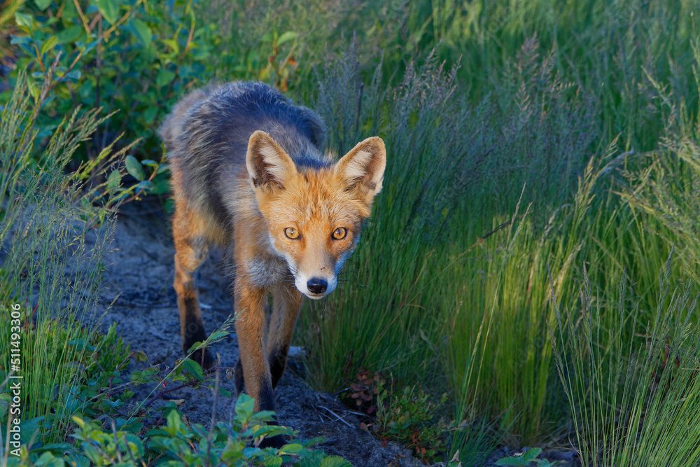 Fototapeta premium Lis. Fox