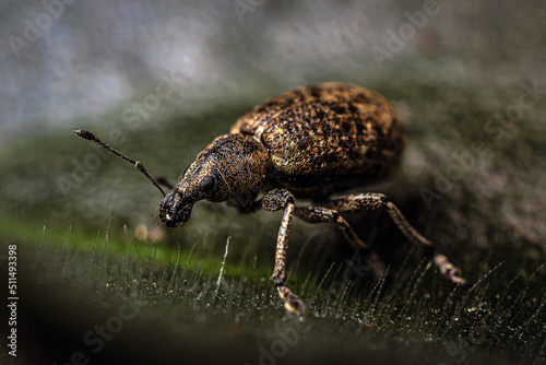 Curculionidae beetle crawling on a pubescent green leaf © Alex