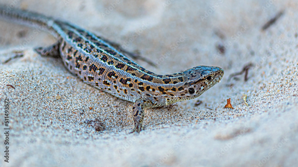 A spotted gray lizard crawls along the sand of the river bank A spotted gray lizard crawls along the sand of the river bank