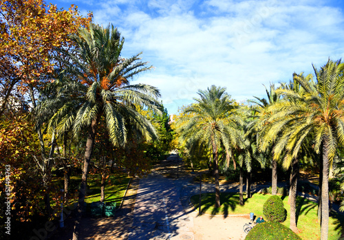 City park with green trees and palm trees. Valencia Central Park with gardens and green trees. Green grass lawn  palm trees and walking paths and bike paths at the beginning of the day in park..