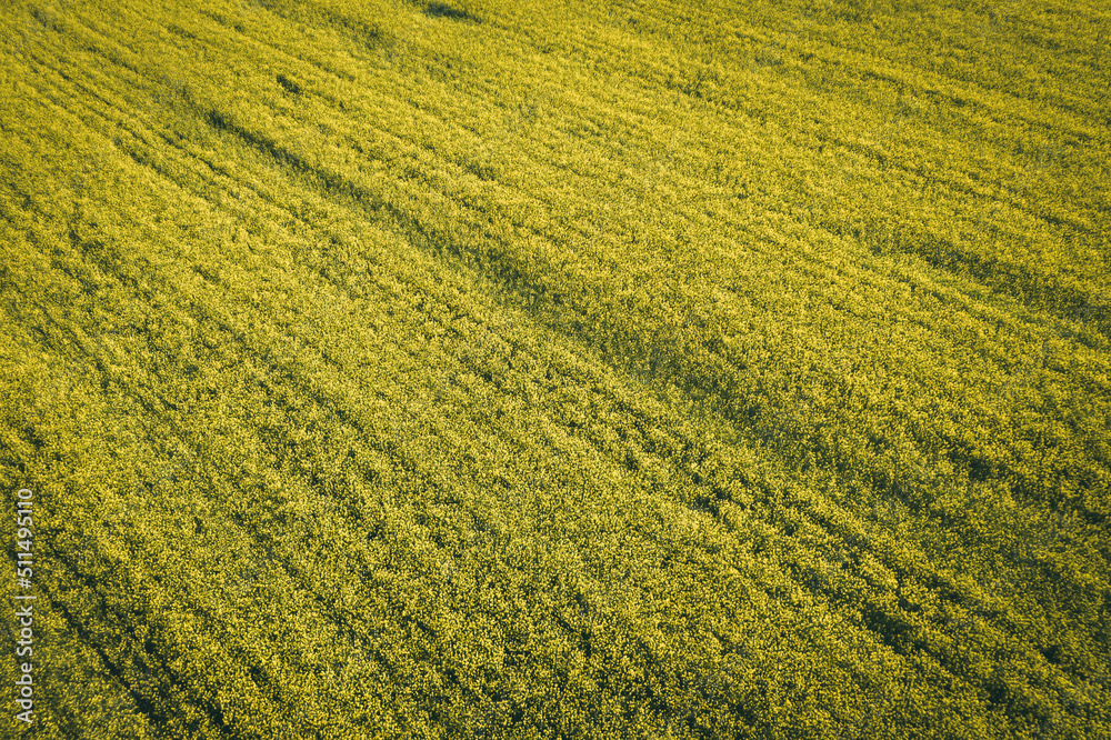 Texture of yellow wool. Texture of yellow wool.