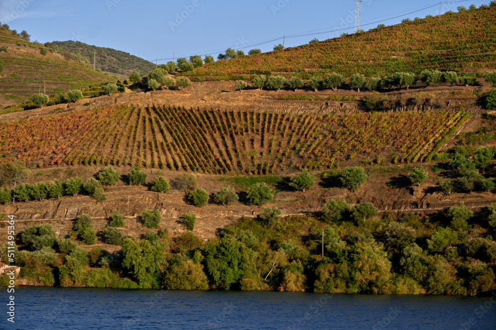 Port wine vineyard terrace on the hills in the Douro Valley near Pinhao, Portugal