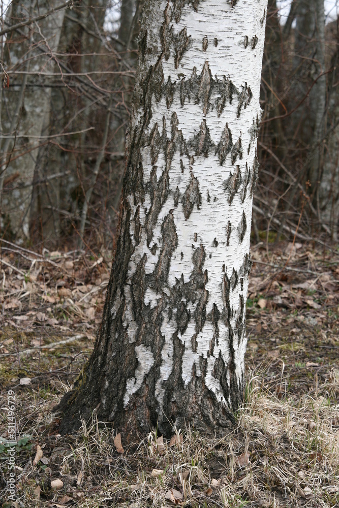 Dicke Birke - dicker Stamm - Betula Dicke Birke - dicker Stamm - Betula