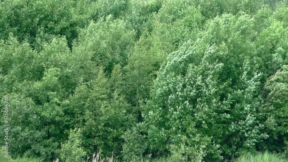 The wind bends the trees. Bad windy weather of nature before a hurricane. The wind bends the trees. Bad windy weather of nature before a hurricane.