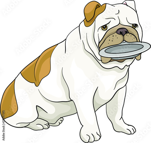 Sitting English Bulldog with a bowl in his teeth waiting for food, polite, begging,