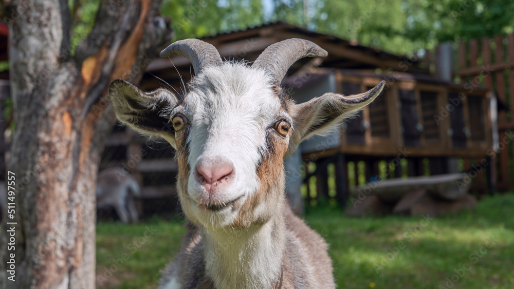 Head of a piebal horned goat in the pasture. Animal nose close-up, selective focus. Goat looking at the camera.