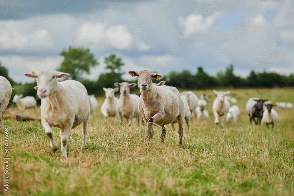 Last one there is a rotten egg. Shot of a herd of sheep running quickly in one direction outside on a farm. Last one there is a rotten egg. Shot of a herd of sheep running quickly in one direction outside on a farm.