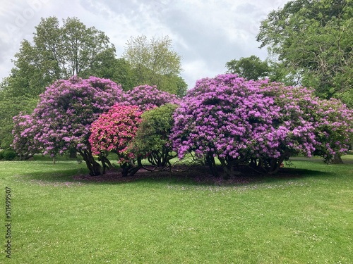 blooming tree in spring