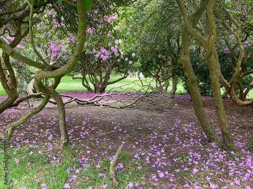 tree with flowers