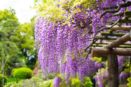 藤棚で咲く藤の花