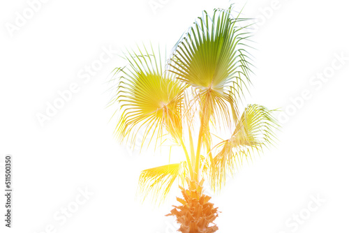 Palm tree with sun glare on a white background. Banner for text about the resort and vacation.