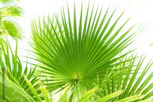 Palm leaf close-up. Background banner for text about resort.