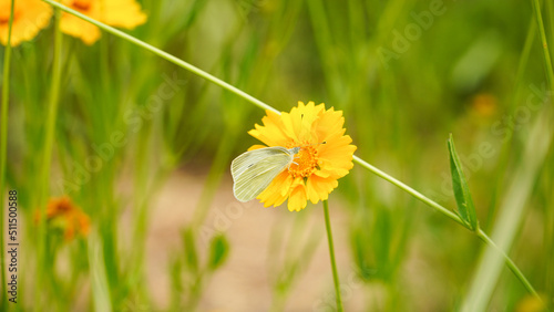 Yellow Butterfly and Golden Wave