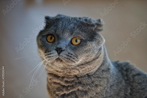 portrait of a cat