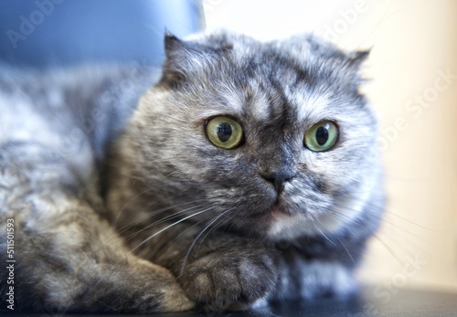 portrait of a cat