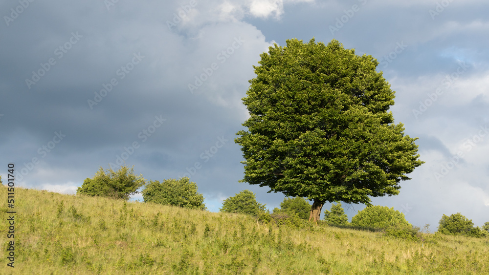 Fototapeta premium Transylavnian village life evolved around trees and animals