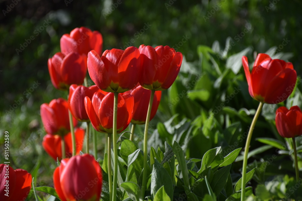 The first tulips in spring, Sainte-Apolline, Québec, Canada The first tulips in spring, Sainte-Apolline, Québec, Canada