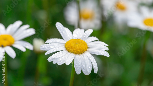 Chamomile with early dew in meadow.