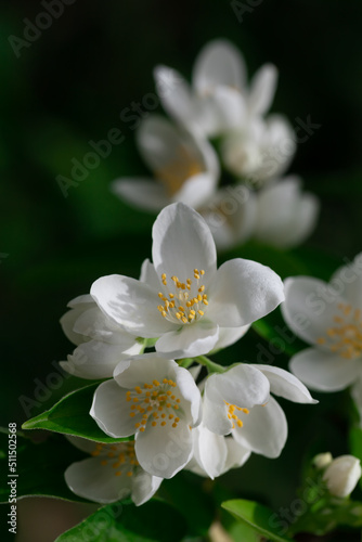 Close up of jasmine flowers in a garden.