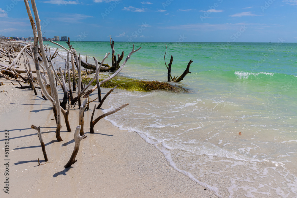 Ghost Trees of a Mangrove Forest and Resort Hotels in The Distance, Tigertail Beach, Marco Island, Florida, USA