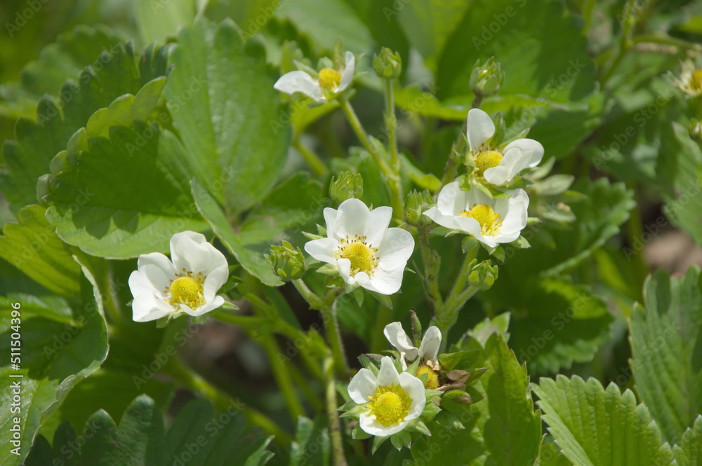strawberry flowers in the garden strawberry flowers in the garden
