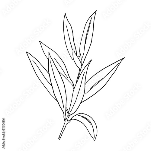 Black outline mediterranean olive branch and leaves  wedding invitation element illustration