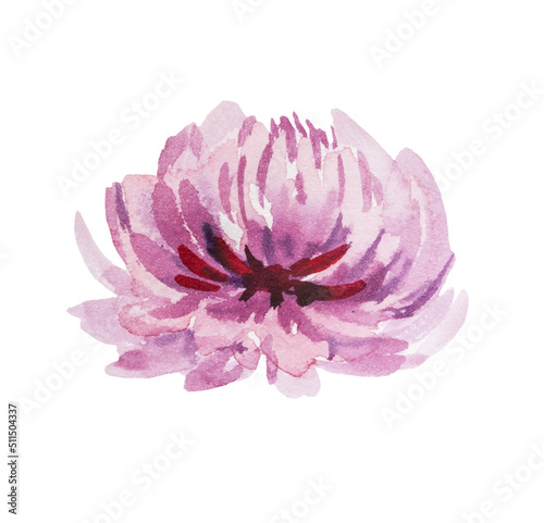 Watercolor pink aster flower illustration elements