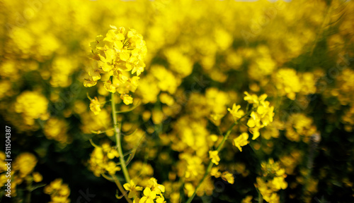 Close-up on flowers of rapeseed against background of leaves in sunshine