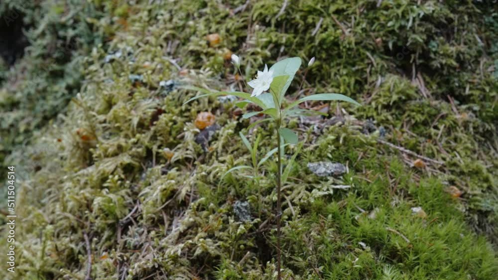The small white flower of a small plant growing along with the lychens in the forest in Estonia