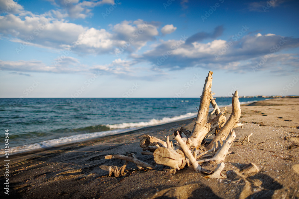 Logs and branches are lying on beach against backdrop of Black Sea and blue sky Logs and branches are lying on beach against backdrop of Black Sea and blue sky