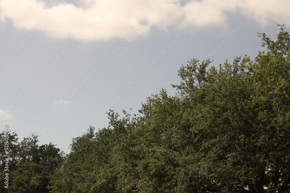 Trees and clouds in the sky