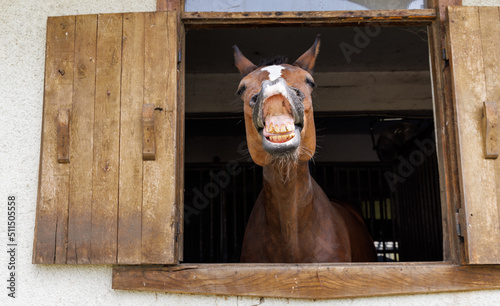 Horse with dark coat neighs and shows his teeth, sticking head out of window in stall in stable photo