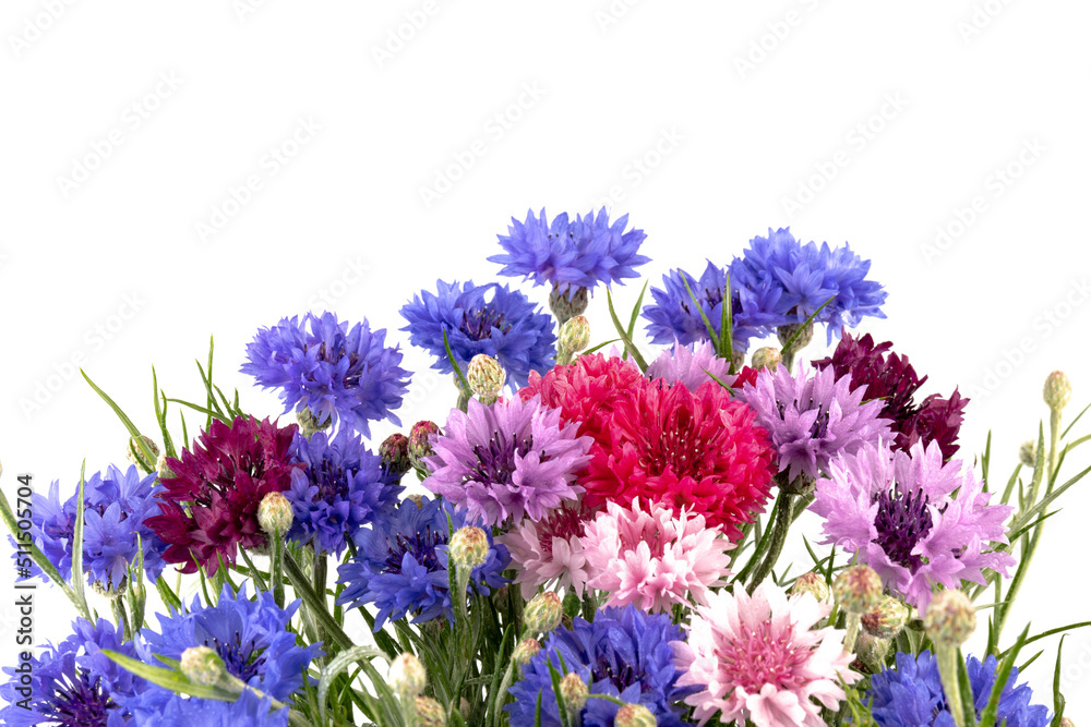Сornflowers in blue, purple, pink, burgundy, and white blooms. Summer flower background. Сornflowers in blue, purple, pink, burgundy, and white blooms. Summer flower background.