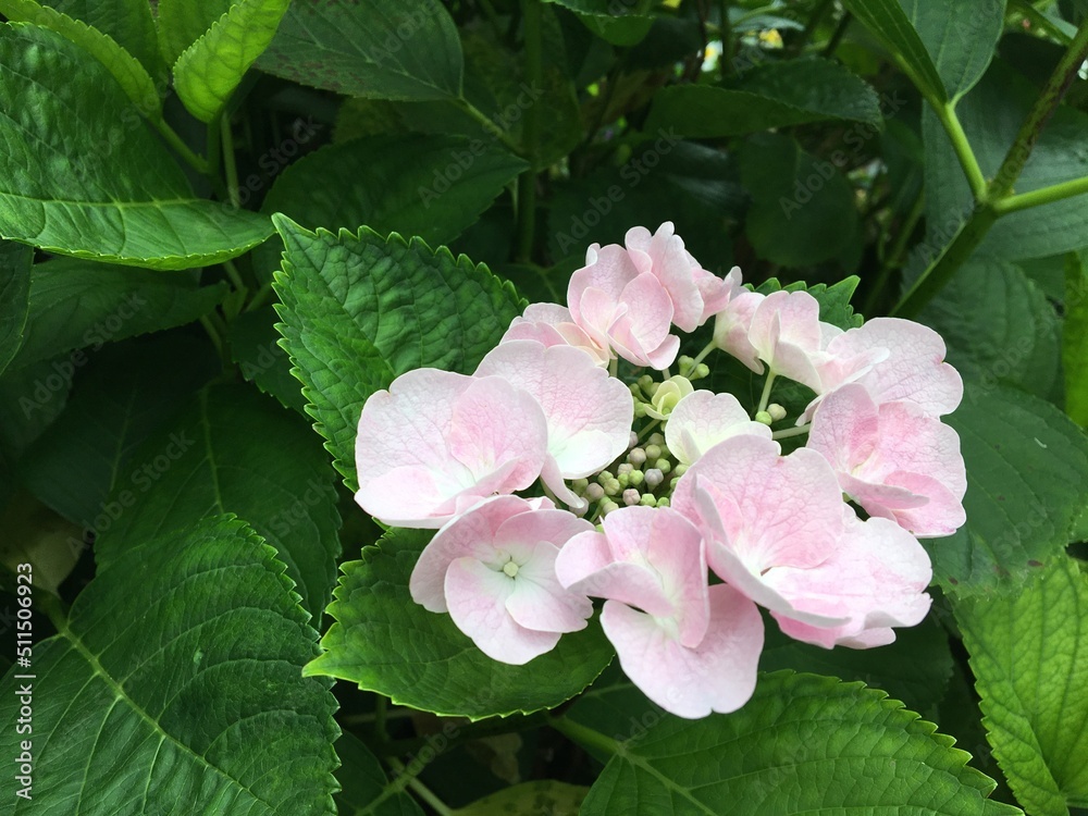 Fototapeta premium Light pink hydrangea 