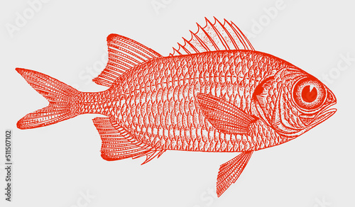 Scarlet soldierfish myripristis pralinia, tropical marine fish in side view