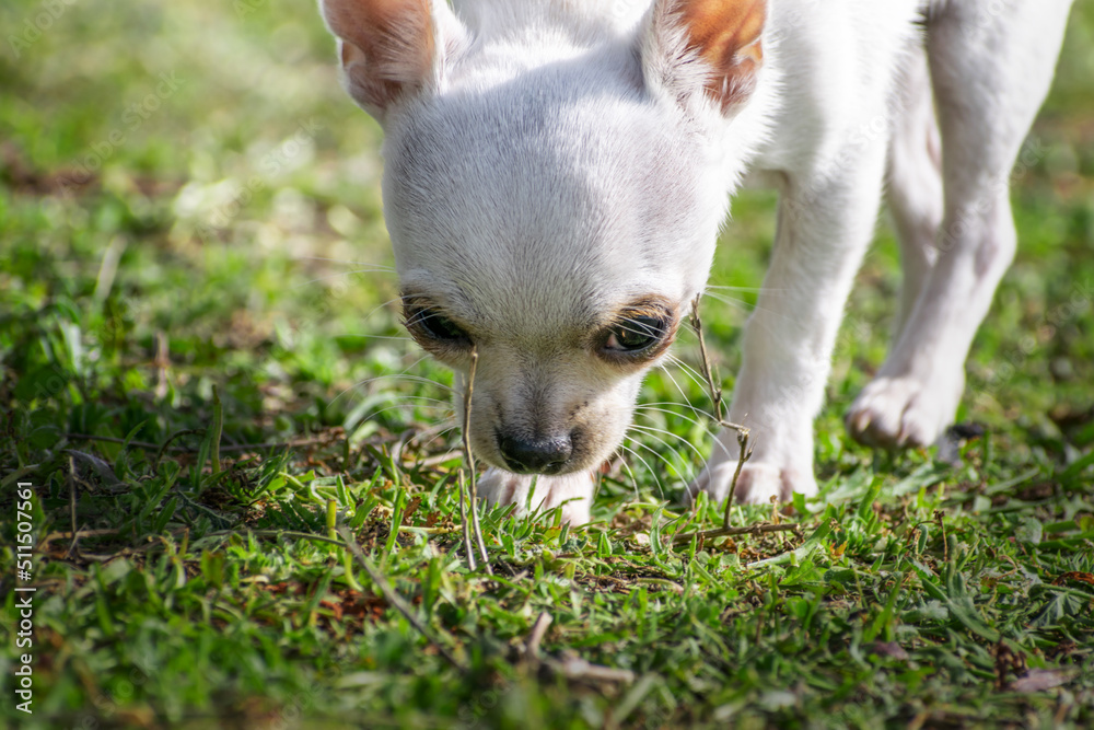 White chihuahua dog puppy is sniffing the grass in the field. Selective focus on the eye. Diffuse photography.
