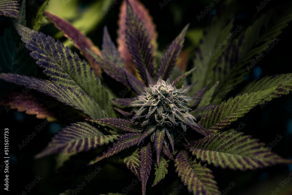 The picture of cannabis inflorescences has a very dense trichome. A high CBD cannabis strain now available in sativa indica and Cannabis ruderalis. The picture of cannabis inflorescences has a very dense trichome. A high CBD cannabis strain now available in sativa indica and Cannabis ruderalis.