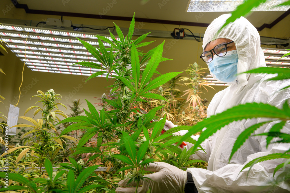Cannabis growers use an LED light meter that grows cannabis indoors under artificial light to make the marijuana flowers of high quality and CBD.