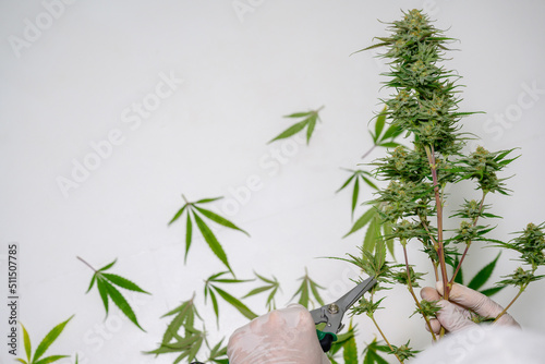 Pruning fresh cannabis flowers by cutting off the cannabis leaves near the flowers. free cannabis ideas white background