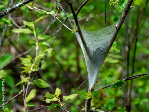 Close-up of an eastern tent caterpillar nest that is on a tree growing in a forest on a warm spring day in May with a blurred background.