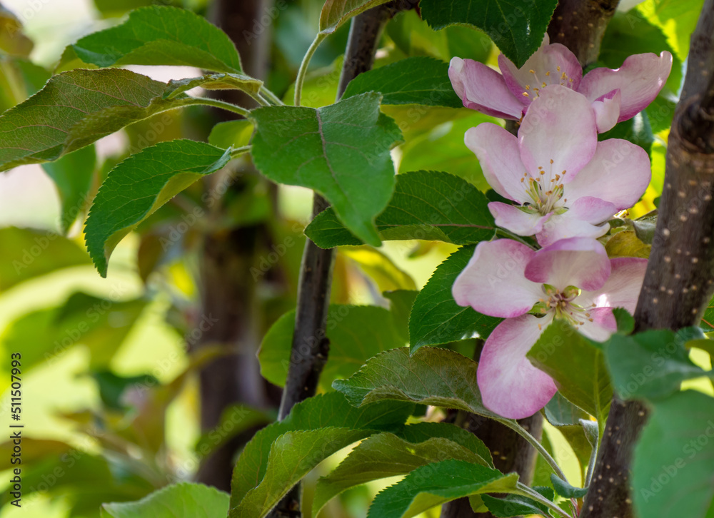 Close-up of the pink flower blossoms on the branch of an apple tree that is growing in a garden on a warm spring day in May with a blurred background.
