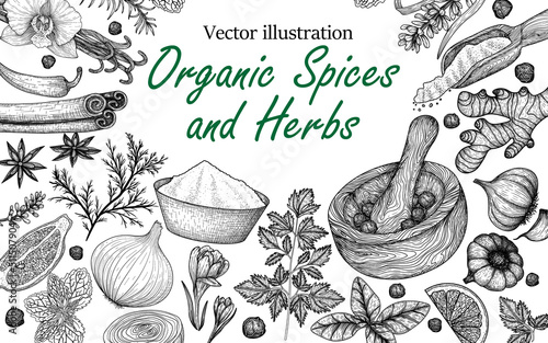 Vector set of spices and herbs in engraving style. Rosemary, Peppercorns, Lavender, Anise, Cinnamon, Onion, Mint, Lemon, Chili, Curry, Parsley, Garlic, Dill, Ginger, Saffron, Basil, Vanilla