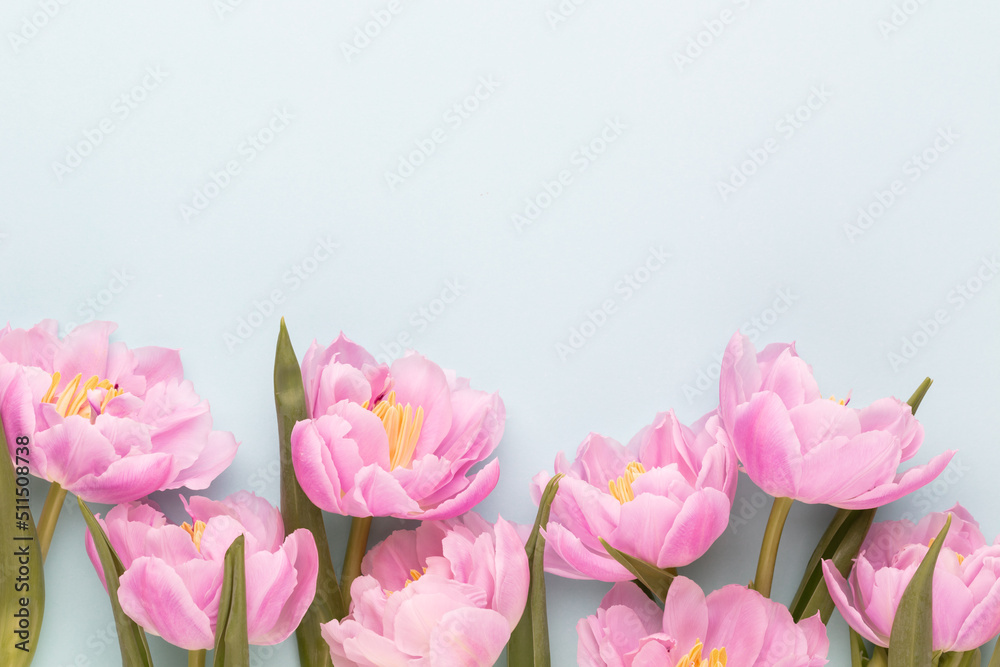 Fototapeta premium Pink tulip flower on pastel background.