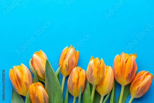 Orange tulips on the pastel background.
